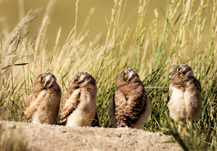 burrowing_owl_four_72