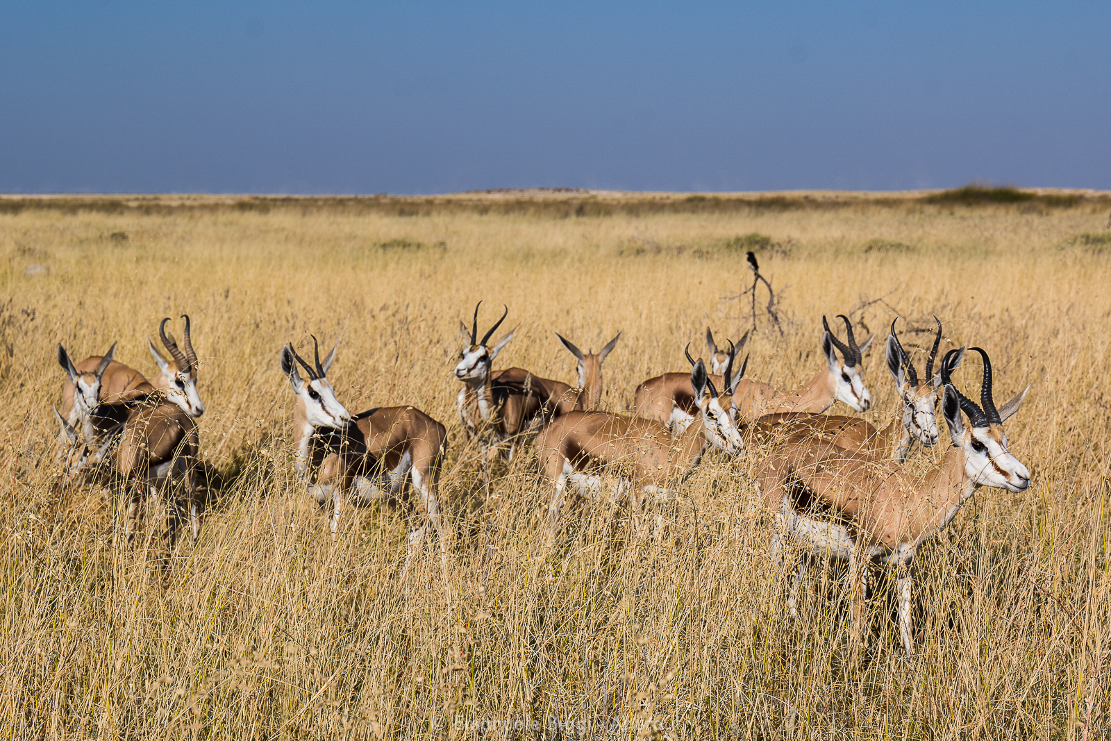 Gruppo di springbok. Lo springbok (Antidorcas marsupialis) è una piccola antilope, di colore marrone, diffusa in gran parte dell'Africa meridionale e sud occidentale.