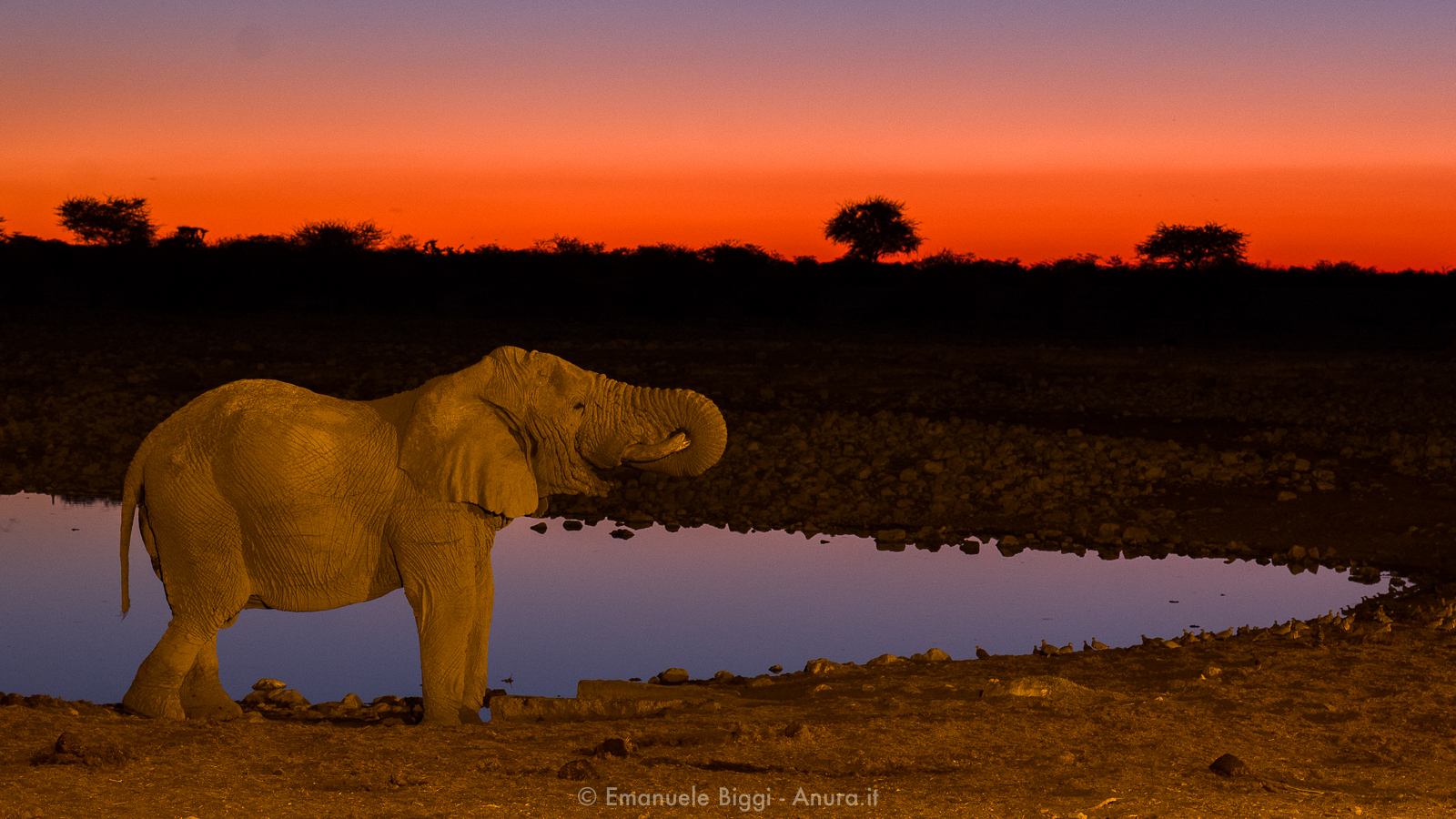 Esemplare di elefante adulto che durante il tramonto si avvicina alla pozza.