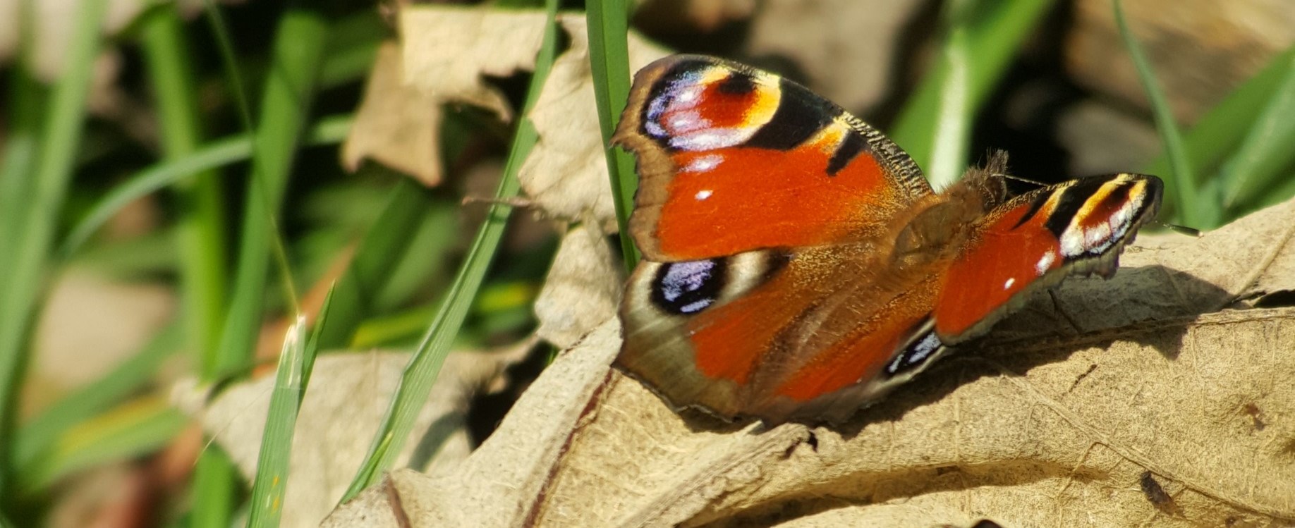 Non solo Vanessa Atalanta...