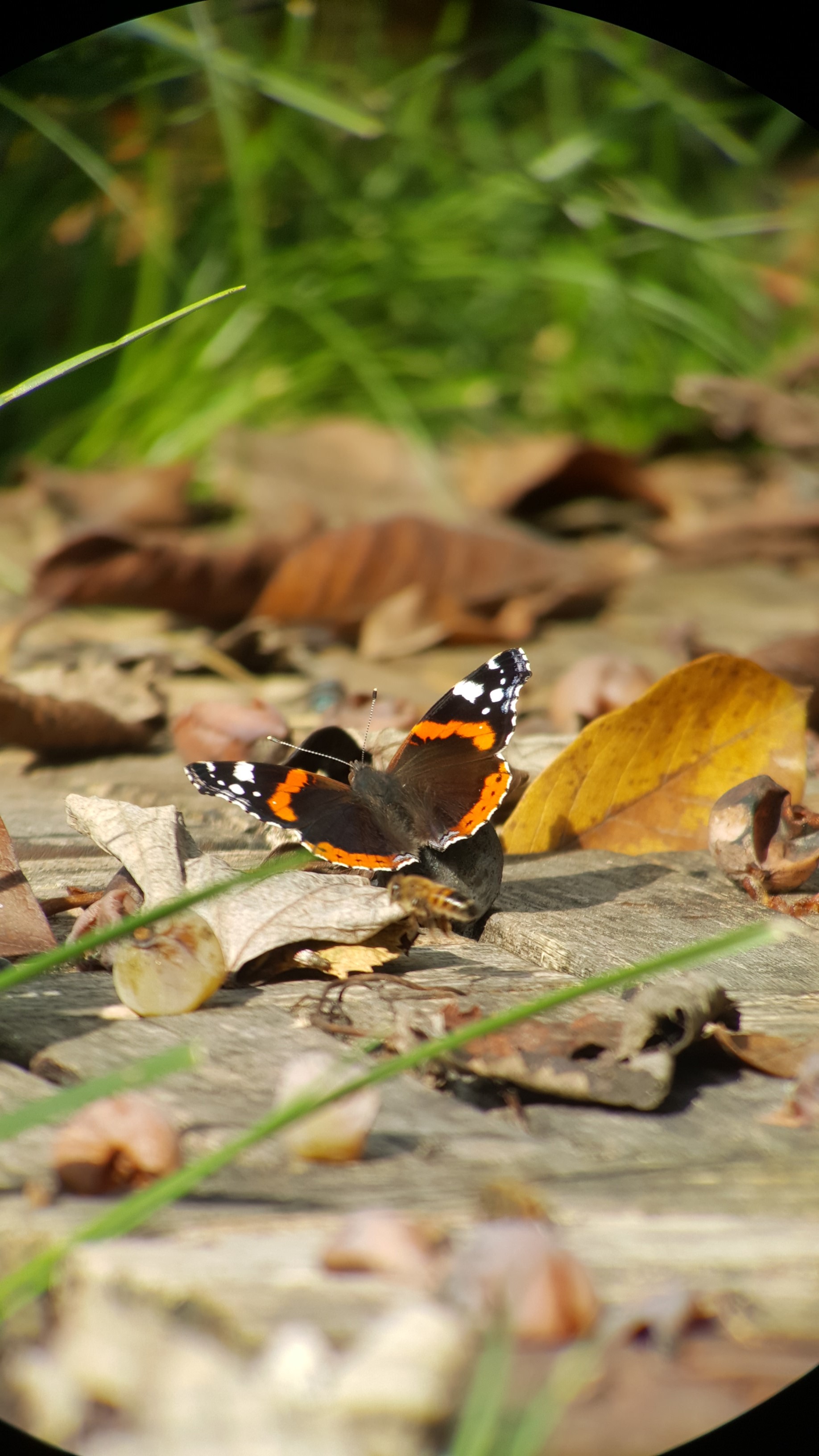 La Vanessa Atalanta si è appena posata...