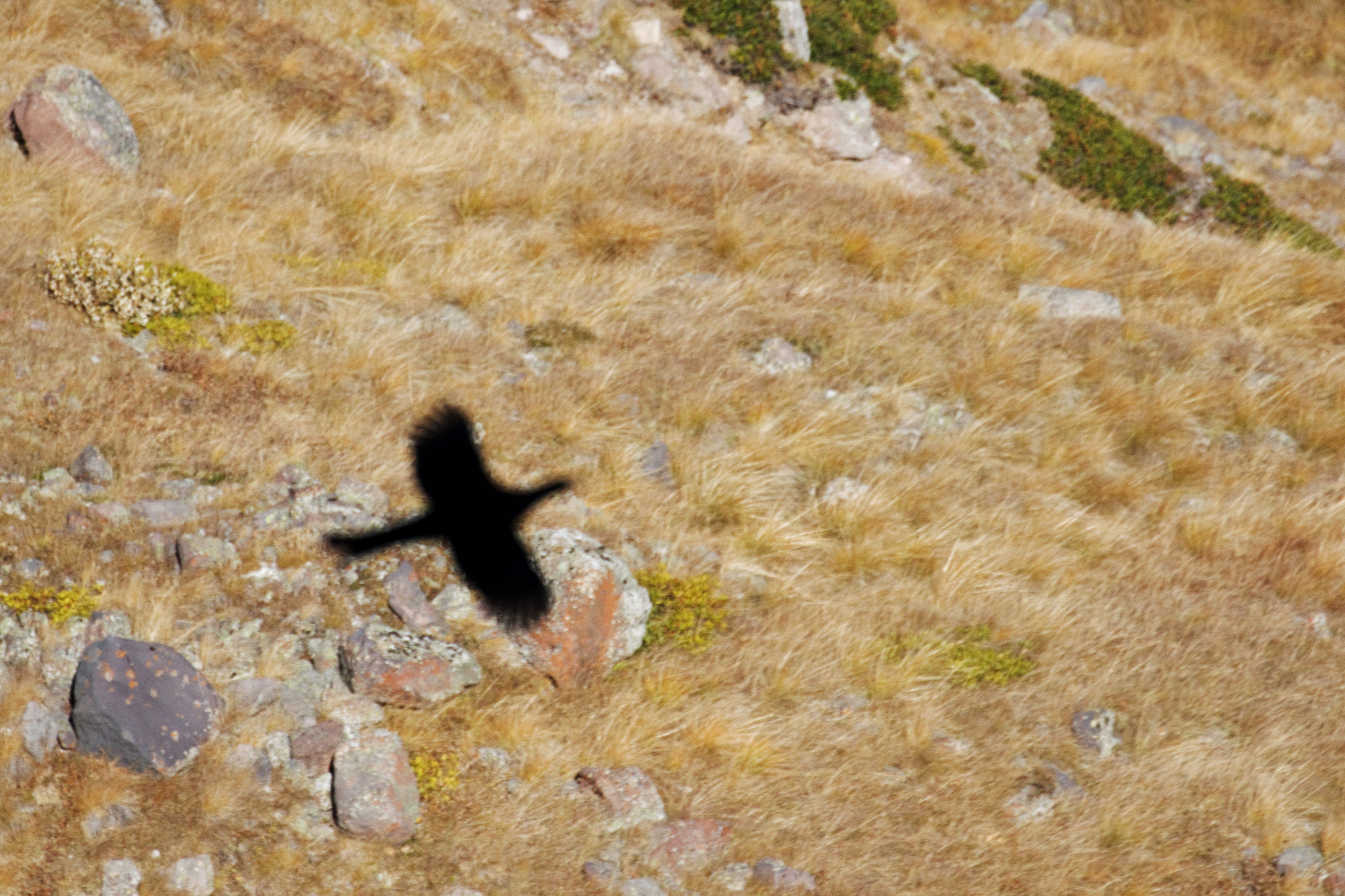 L'ombra del tetraogallo caucasico 