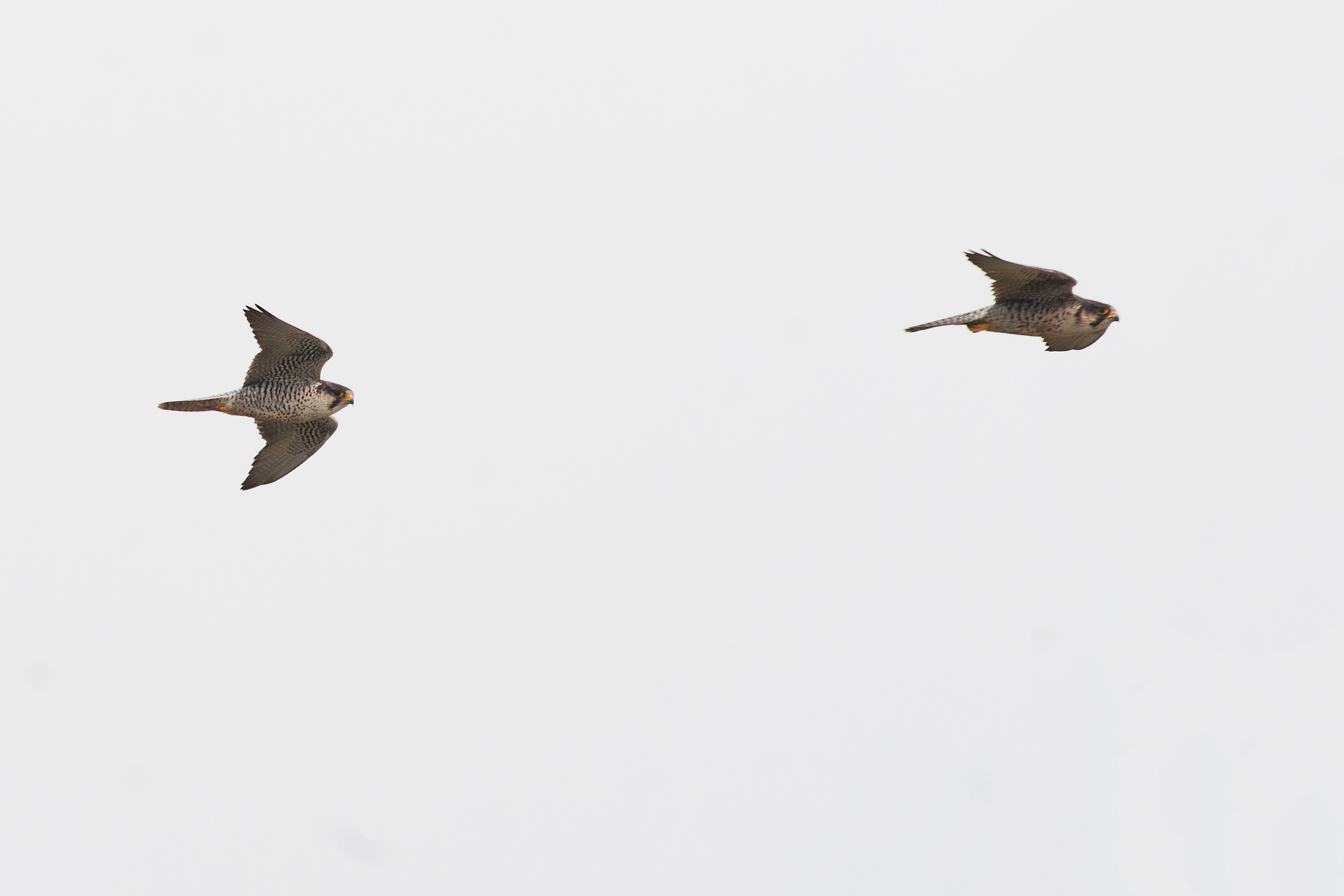 Una coppia di lanari europei (Falco biarmicus feldeggii) in volo in un sito siciliano (Stefania Merlino). Si noti come questa e le altre foto sono state effettuate a distanze molto elevate come si osserva dall’ingrandimento e qualità della foto, cosicché si abbia la certezza che nessuna foto sia stata fonte di disturbo. 