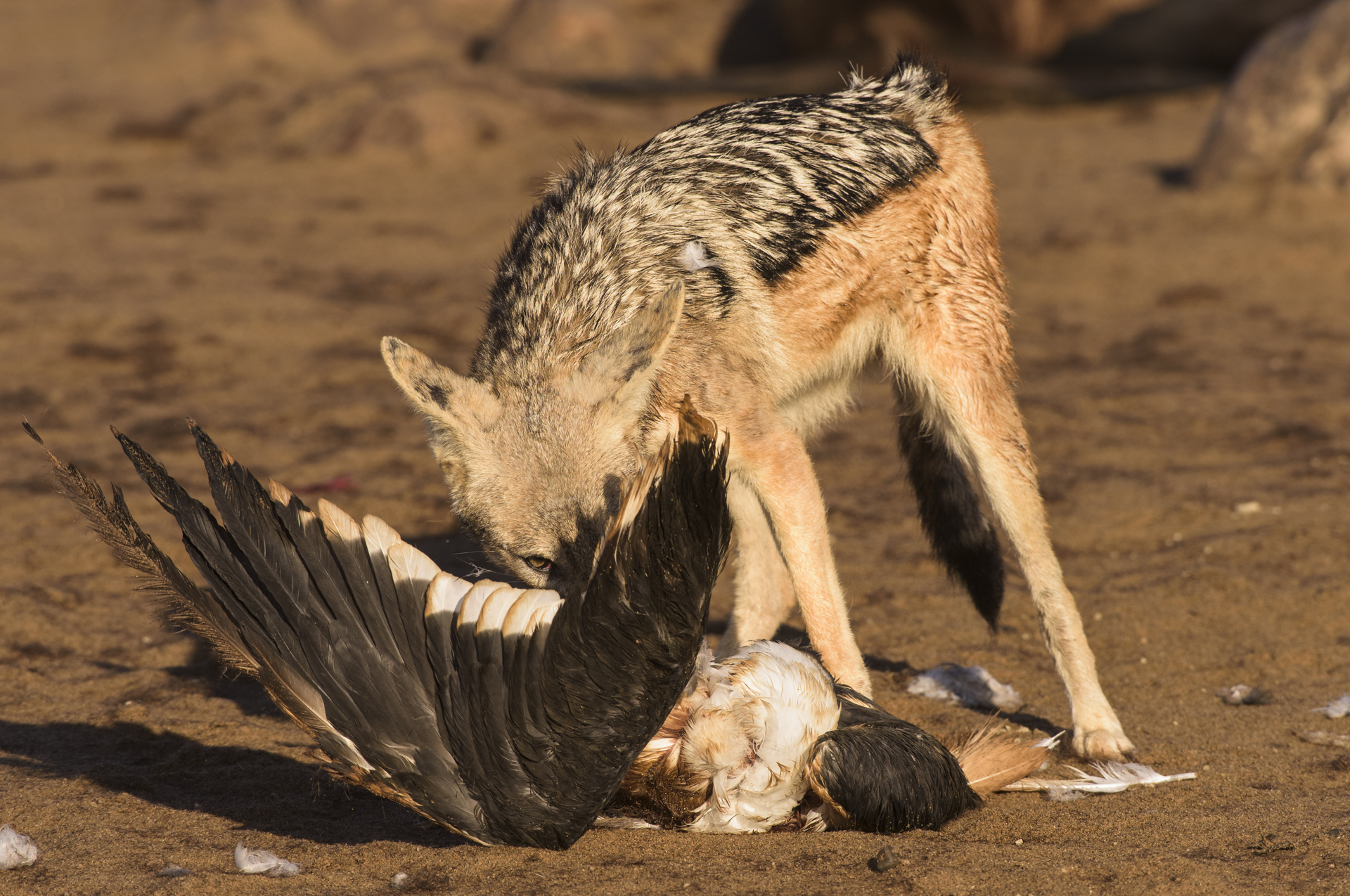Uno sciacallo della gualdrappa (Canis mesomelas) che divora un gabbiano lungo la costa del Namib. Black-backed jackal (Canis mesomelas), Namibia