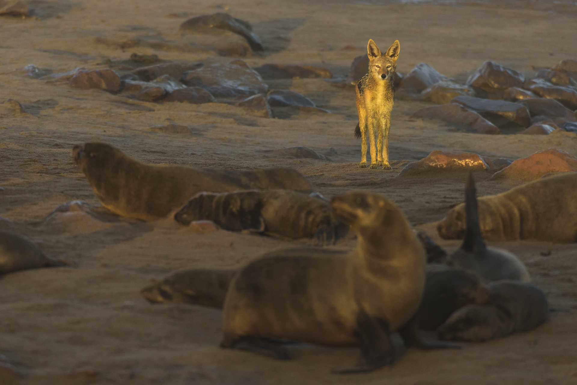 Uno sciacallo della gualdrappa cerca cibo nella colonia di otarie. Black-backed jackal (Canis mesomelas) at dawn looking for something to scavenge into the Cape fur seals colony of Cape Cross in Namibia.