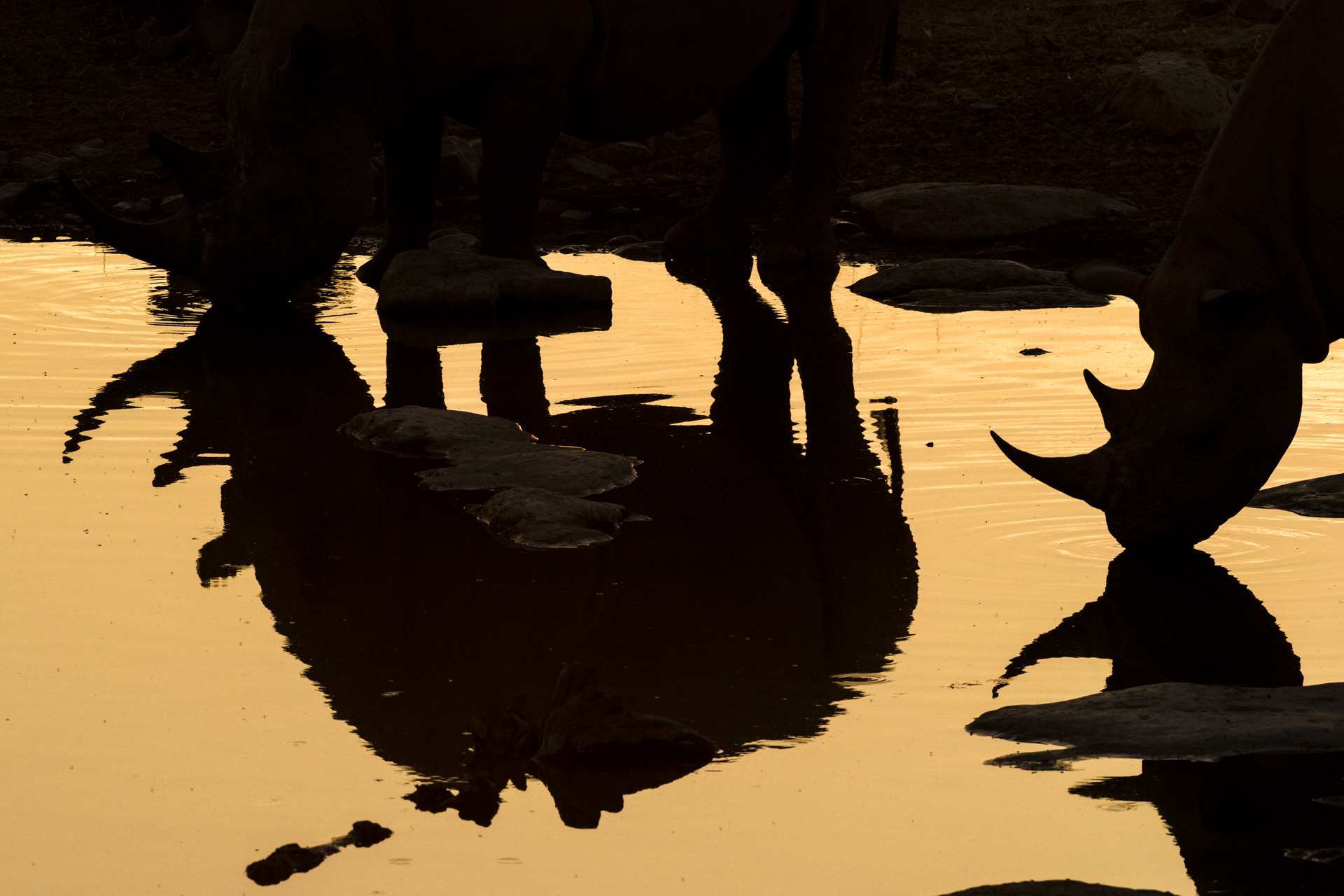 Le silhouette (una riflessa) di due individui di rinoceronte nero mentre si abbeverano nell'Etosha National Park, Namibia. Reversed image of two black rhinos (Diceros bicornis) drinking at a water hole at dusk. Etosha National Park, Namibia