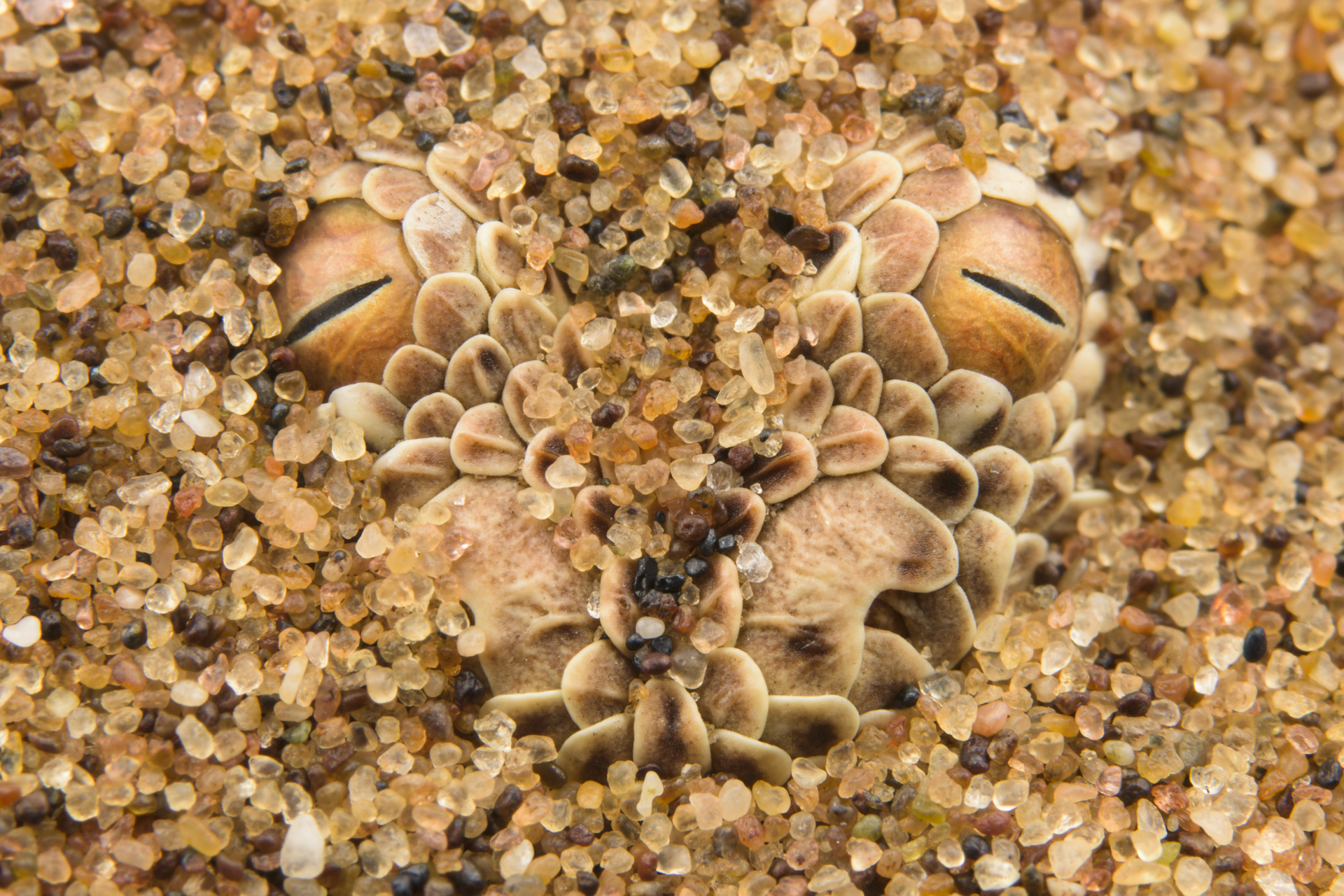 La vipera di Peringuey. è uno dei piccoli grandi protagonisti della vita nelle dune del deserto del Namib. Vive solo lì. Peringuey's adder (Bitis peringueyi) nascosta tra i granelli di sabbia del deserto durante un'azione di caccia.