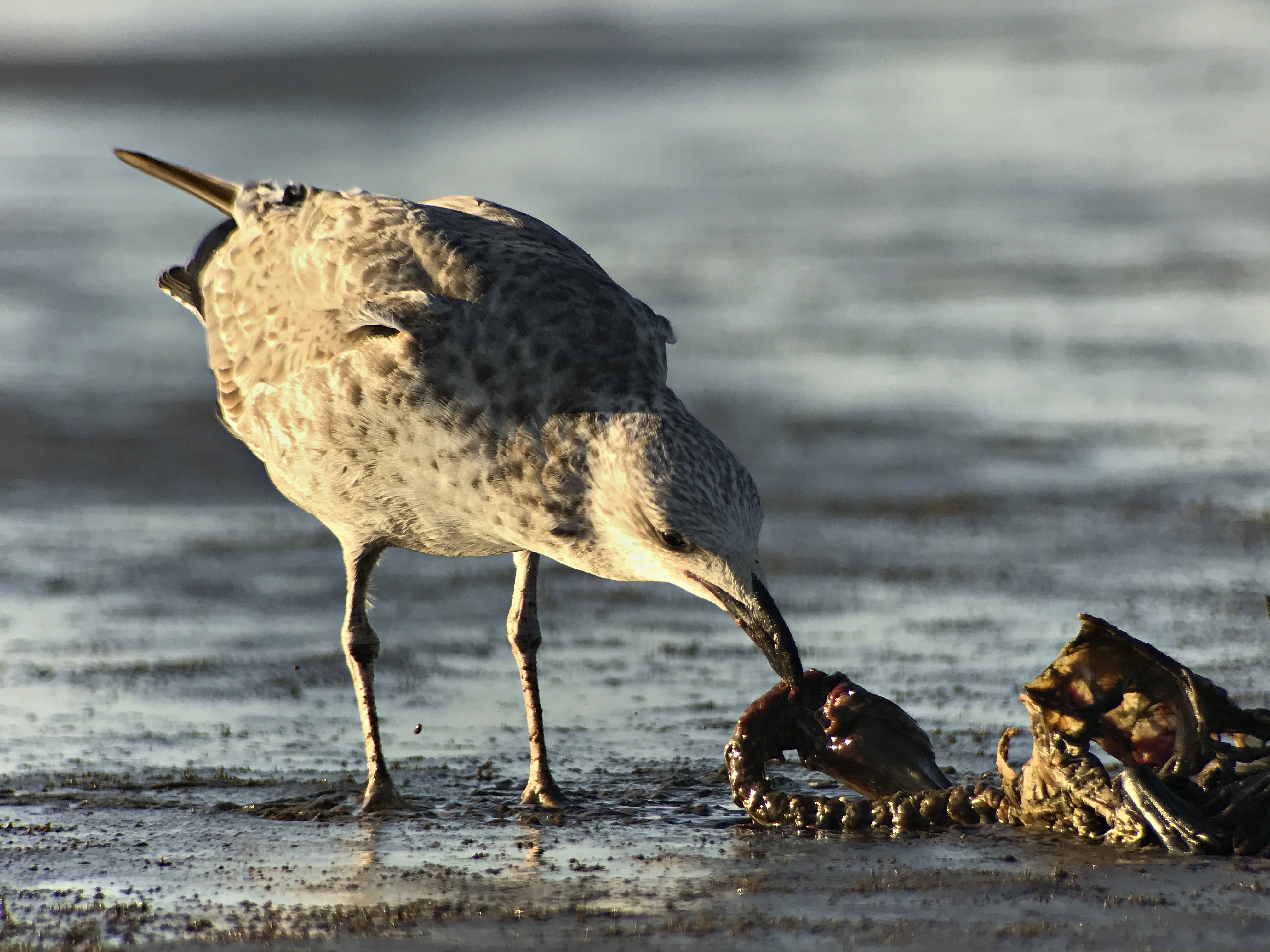 Un gabbiano (Larus dominicanus) che si nutre di una carcassa lungo la battigia. Walvis Bay, Namibia