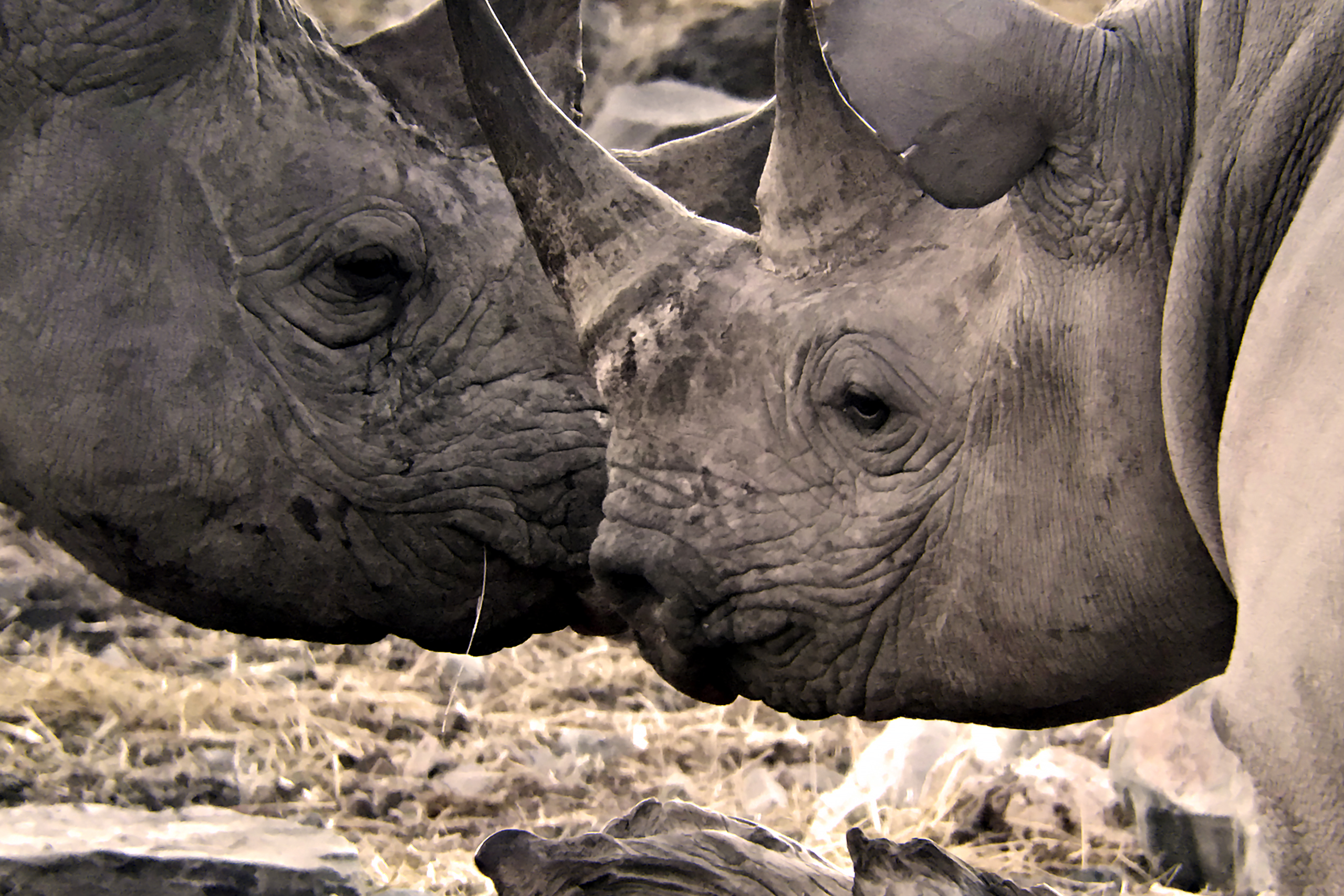 Due individui di rinoceronte nero (Diceros bicornis) che si sono incontrati vicino ad una pozza di abbeverata e si scambiano un saluto amichevole e non aggressivo, Etosha National Park, Namibia. Foto scattata con Leica APO Televid 82mm con l’aggancio per cellulare montato