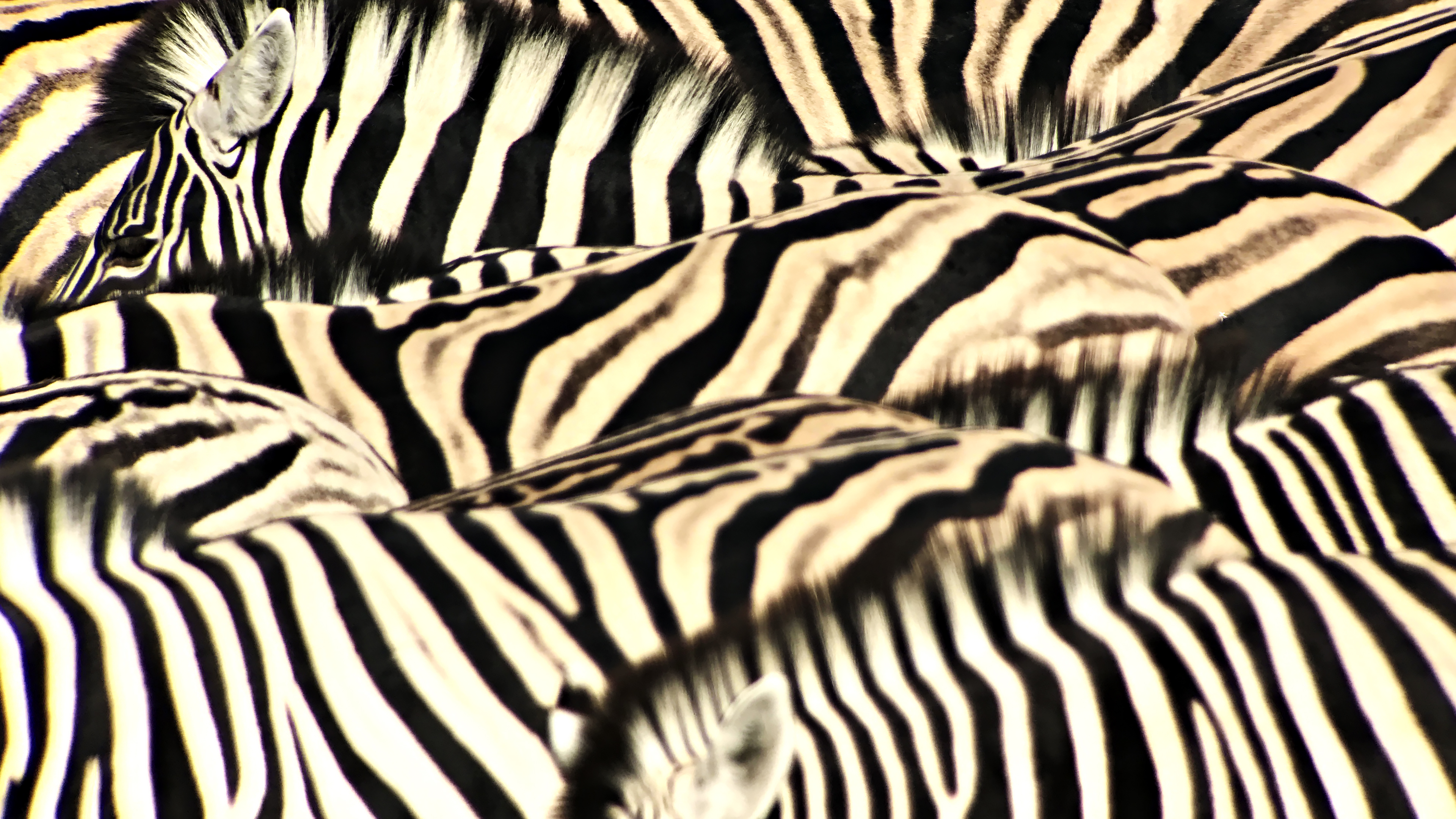 Foto scattata con Leica APO Televid 82mm con l’aggancio per cellulare montato. Zebre di pianura (Equus burchelli) in branco, con strisce dell’una che si confondono nell’altra, Etosha National Park, Namibia.