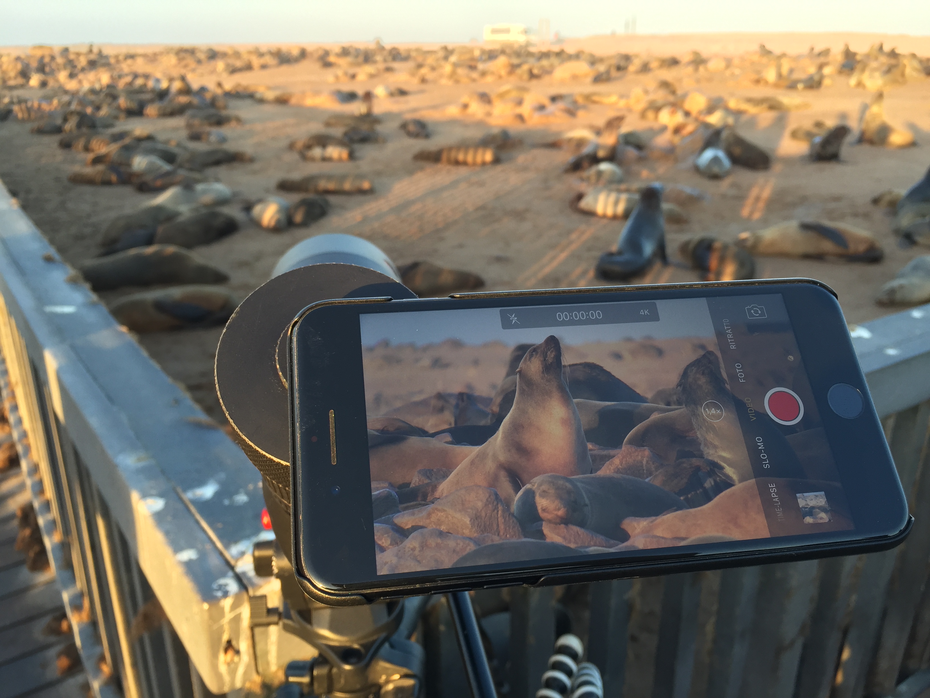 Leica APO Televid 82mm con l’aggancio per cellulare montato e quello che si può vedere nell’inquadratura mentre filmavo le otarie ursine del Capo nella colonia di Cape Cross, Namibia. Sistema adattatore Leica per smartphone. Permette di collegare il proprio telefono con il cannocchiale Apo Televid per video e fotografie incredibili.