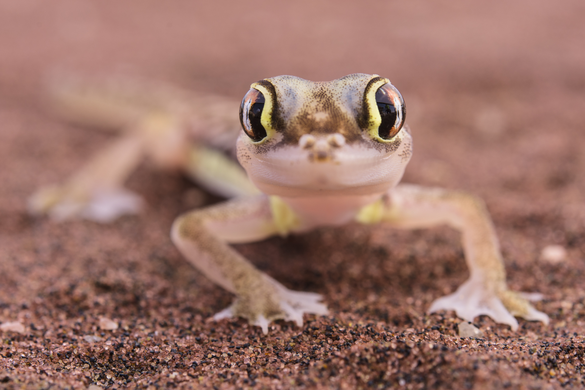 Pachydactylus rangei, un geco delle dune del Namib fotografato al mattino vicino a Swakopmund.