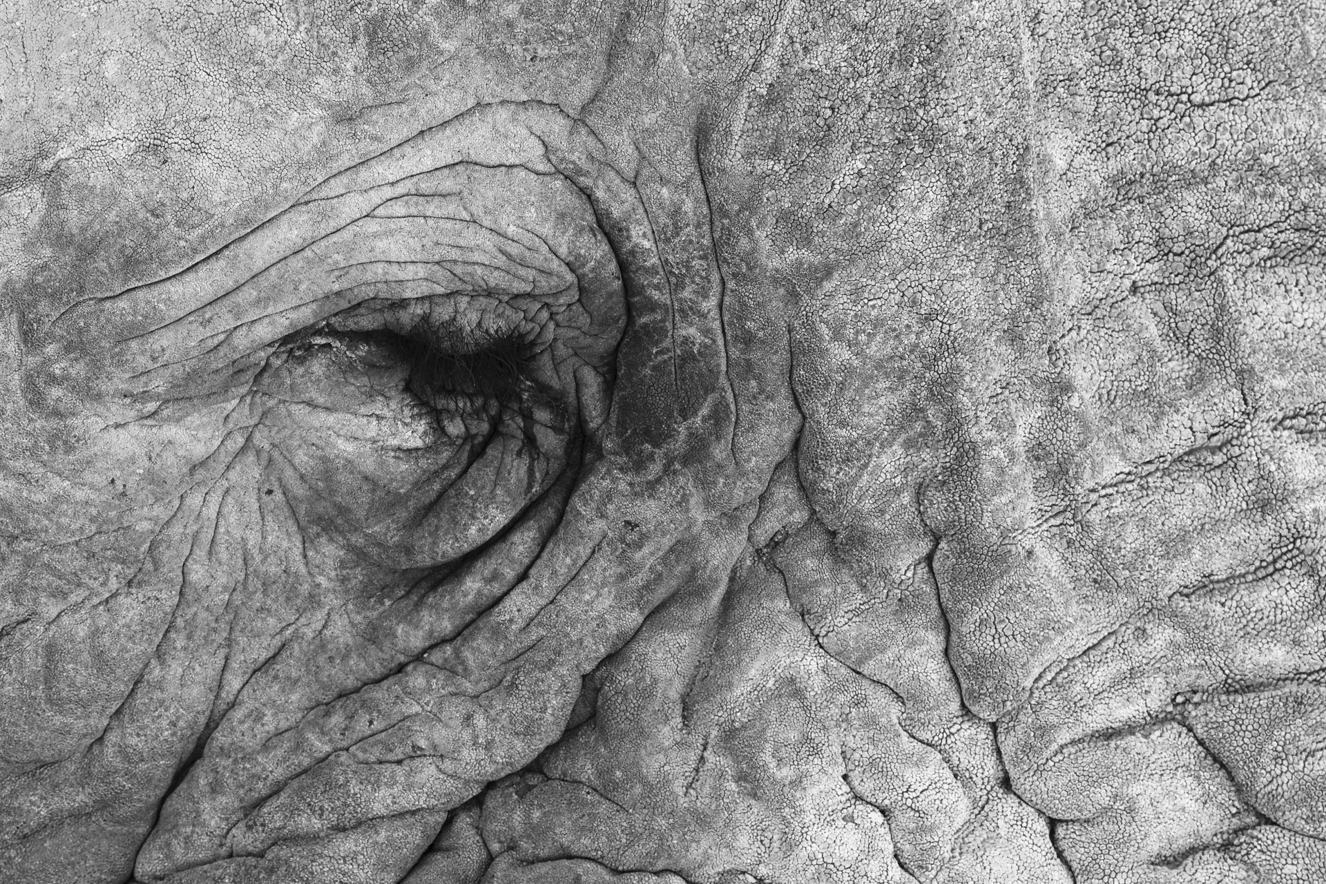 Primo piano in bianco e nero dello sguardo di un bellissimo elefante africano (Loxodonta africana) in Namibia African elephant (Loxodonta africana) detail of skin and eyes in black and white, Namibia