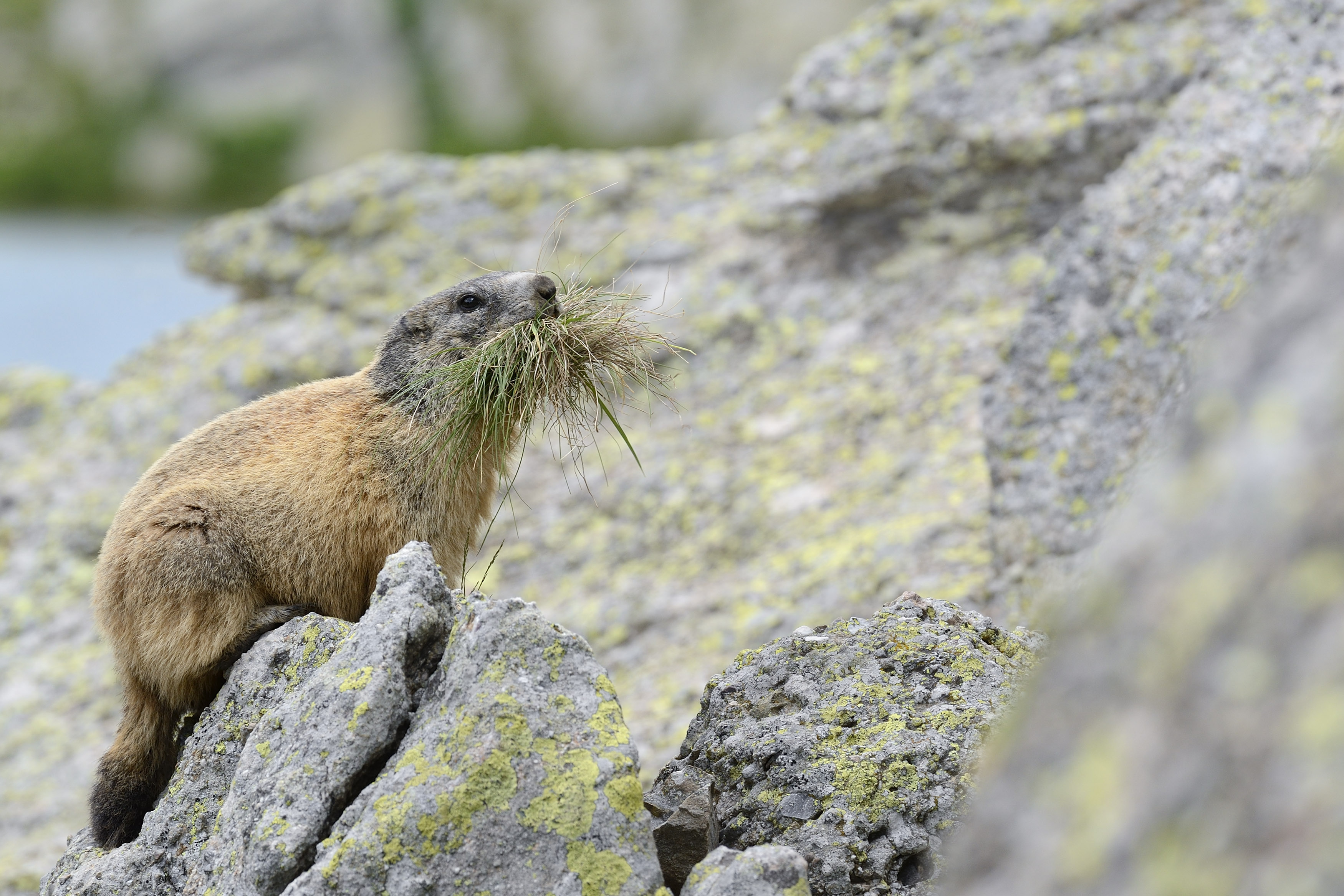 Marmotta alpina (2)