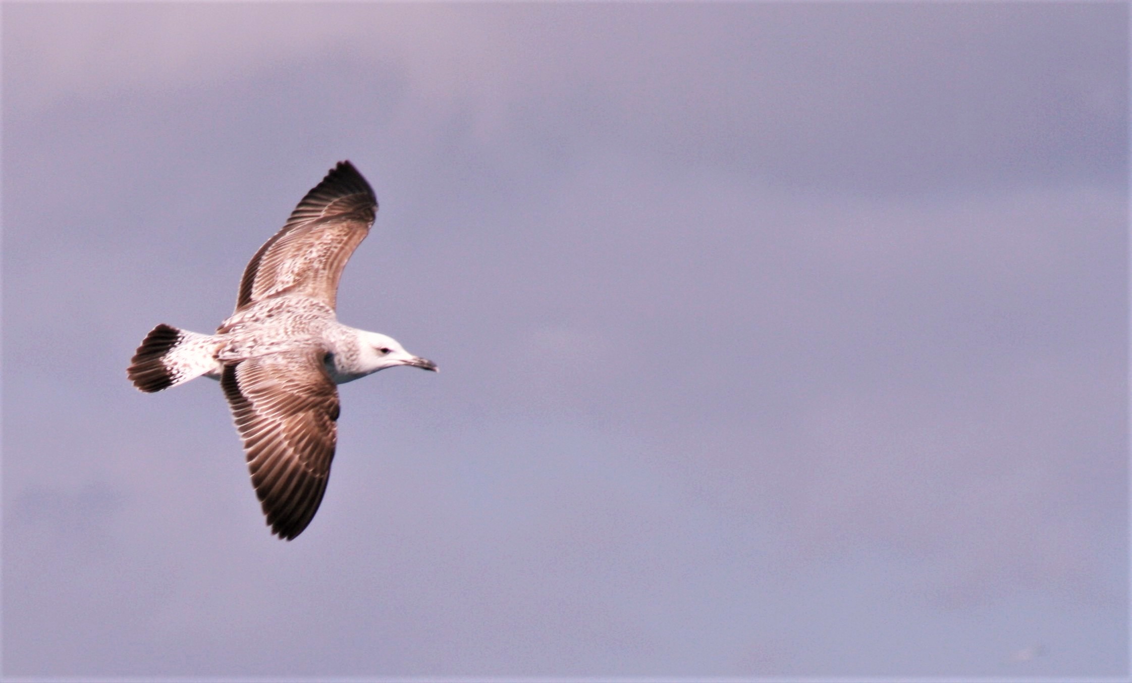 Nelle due foto un 1° inverno di Gabbiano pontico (Larus cachinnans), sino a metà anni ’90 mai segnalato con certezza in Italia, dopo le prime segnalazioni personali oggi è considerate un migratopre regolare e svernante in tutta Italia. Si noti a confronto con un Gabbiano reale zampegialle (L.michahellis) nello stesso piumaggio/classe di età la testa bianchissima che “stacca” dal resto del corpo, la fronte schiacciata e il becco molto stretto e lungo e appuntito, la banda nera sulla coda e lungo l’ala molto netta e ben definita, il sottoala “marezzato” e chiaro, spesso più chiaro che in questo individuo (Andrea Corso). 