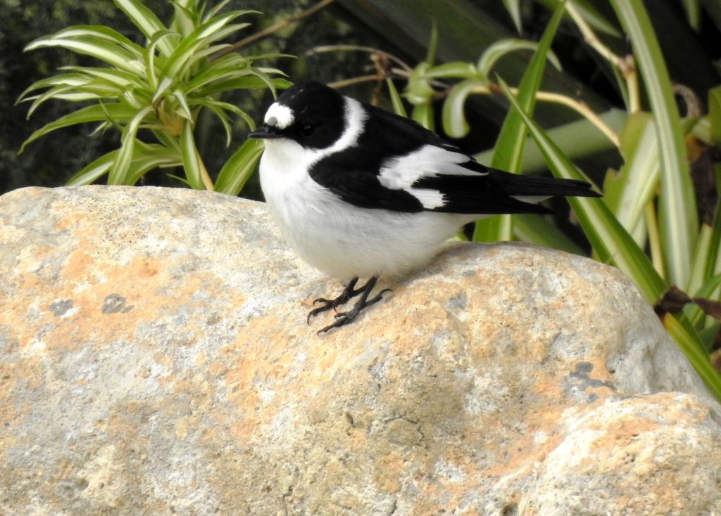 Maschio di Balia dal collare fotografato in digiscoping con Leica Apo Televid e smartphone dal balcone di casa mia a Siracusa in Sicilia