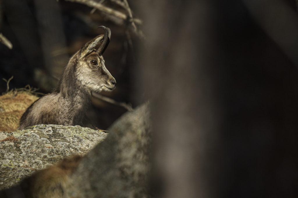 Foto di Emanuele Biggi | Camoscio 