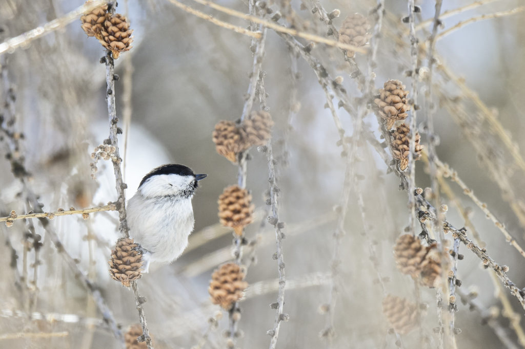 Foto di Emanuele Biggi | Cincia bigia. The willow tit (Poecile montanus).