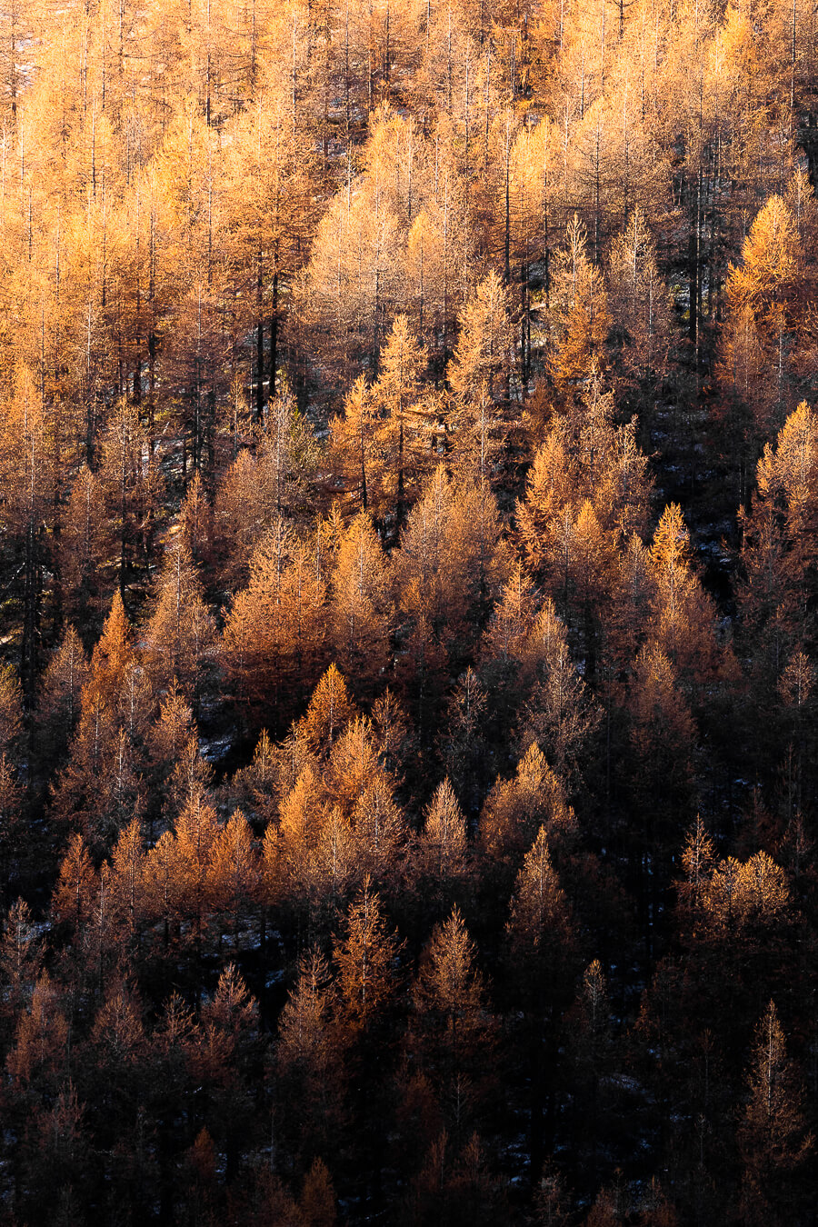 Bosco di larici all’alba - foto di Luca Eberle 