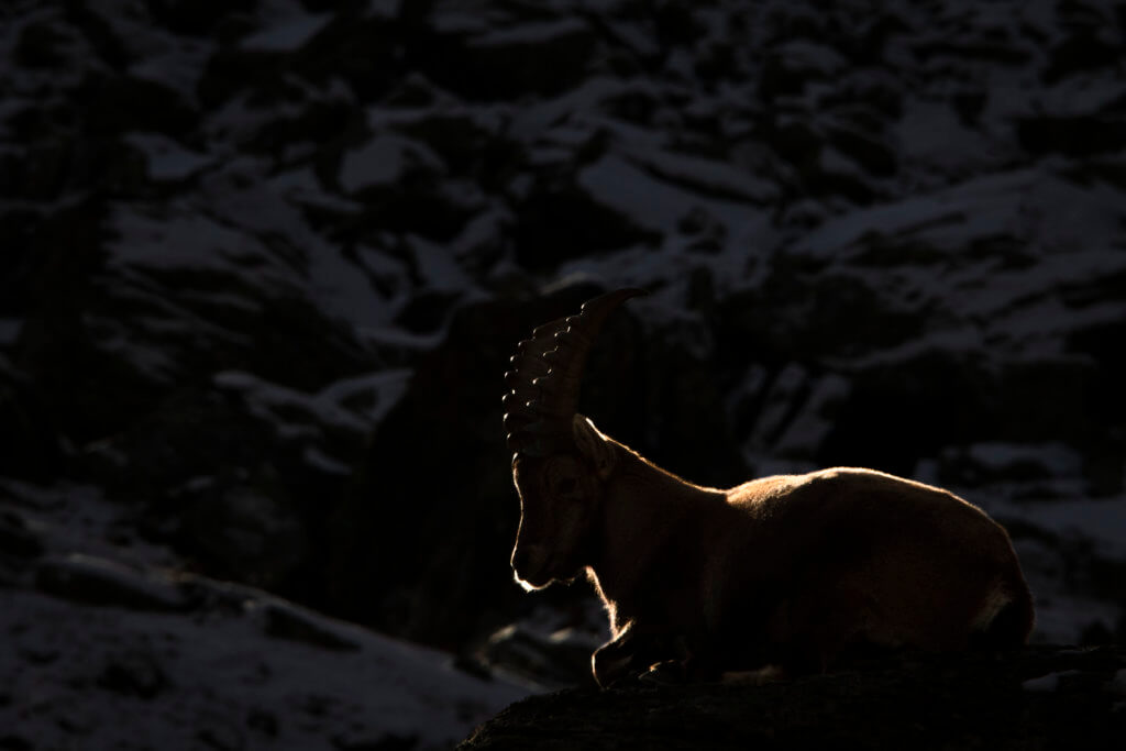 Stambecco (Capra ibex) – Foto di Luca Eberle