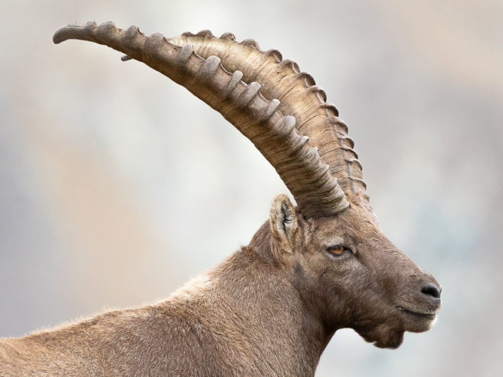 Stambecco (Capra ibex) – Foto di Luca Eberle