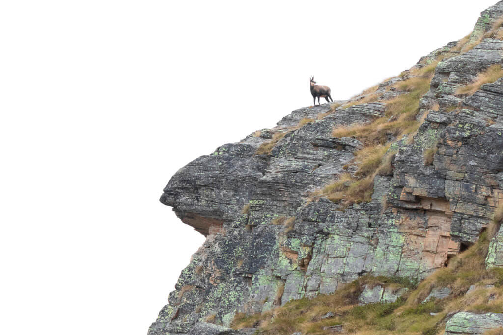 Camoscio (Rupicapra rupicapra) nel suo habitat – foto di Luca Eberle
