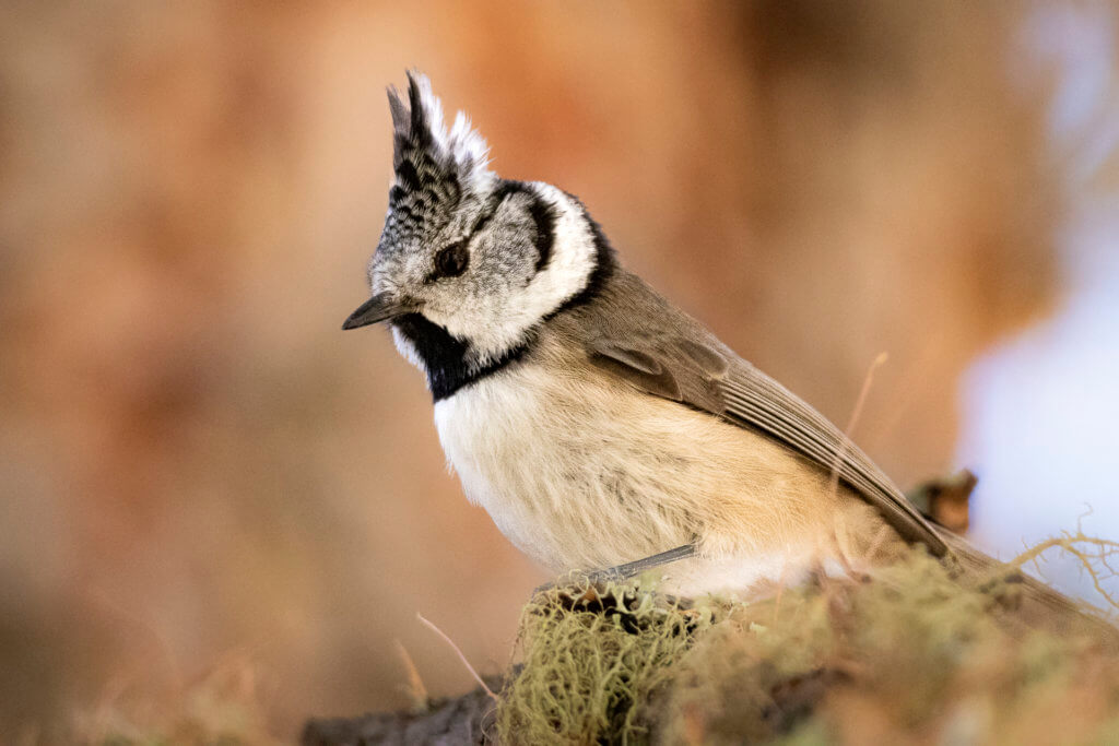 Cincia dal ciuffo (Lophophanes cristatus) – foto di Luca Eberle