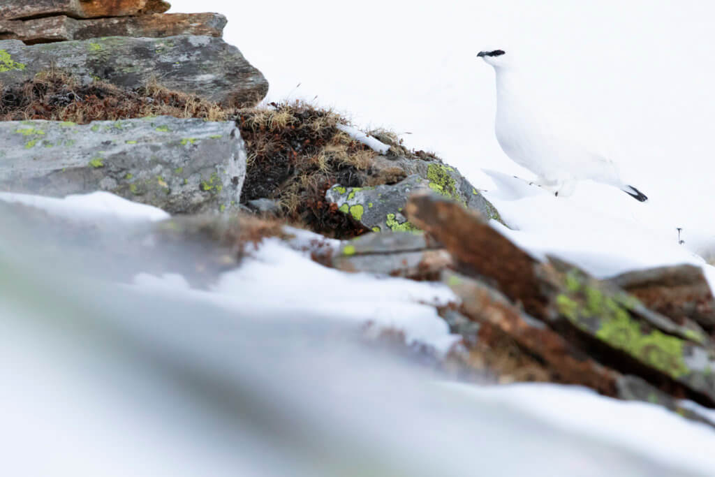 Pernice bianca (Lagopus muta) – foto di Luca Eberle