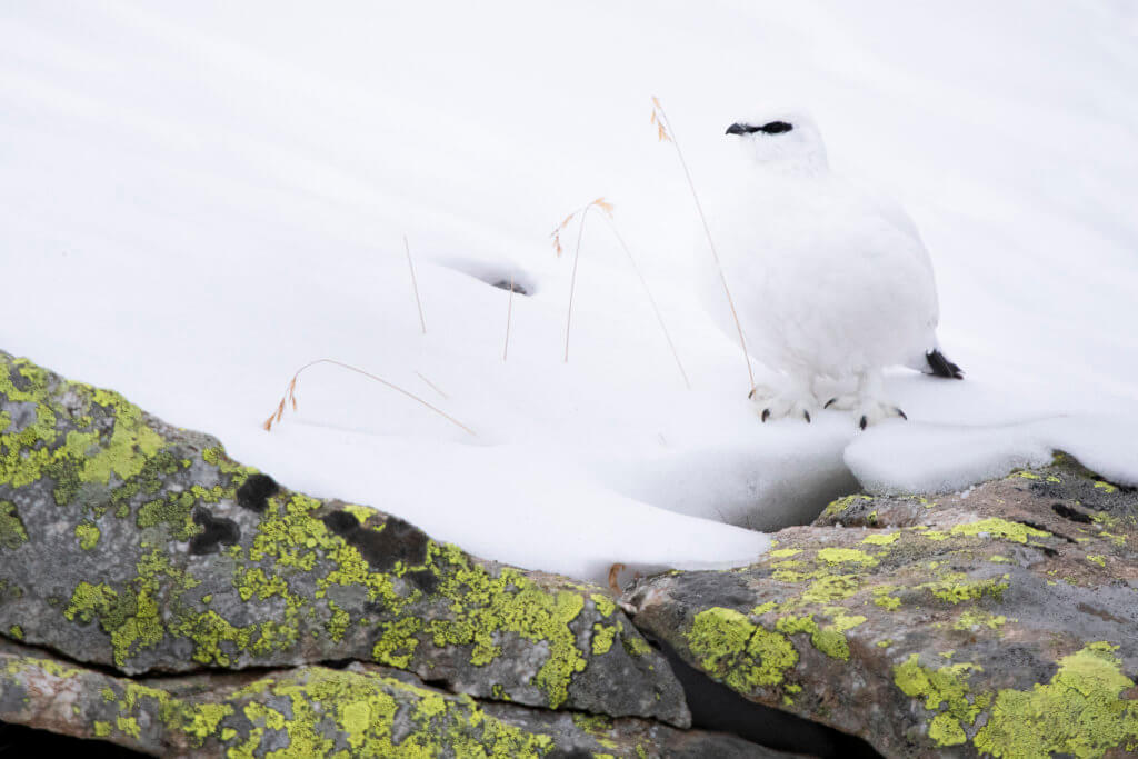 Pernice bianca nel suo habitat (Lagopus muta) – foto di Luca Eberle