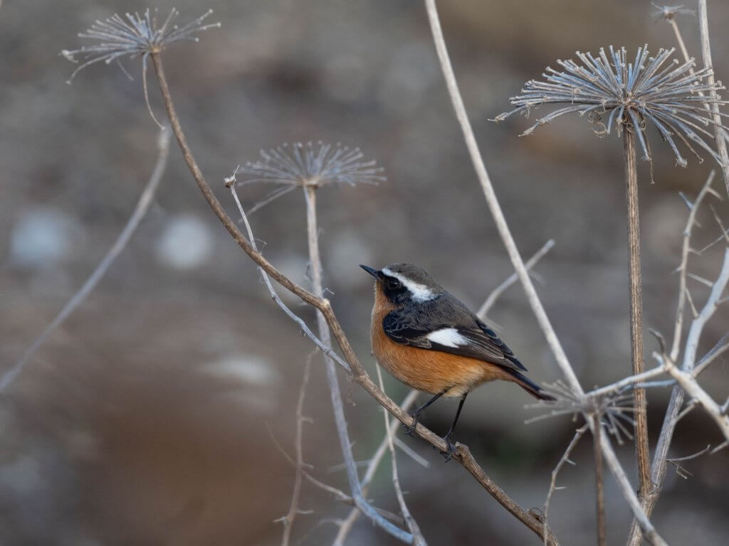 Codirosso Algerino foto di Igor Maiorano Leica Natura