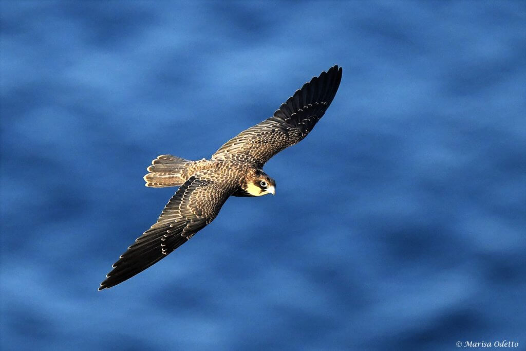 falco della regina osservazione della natura Leica Natura