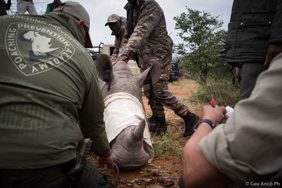 Leica Natura e AIEA Microchippatura di un rinocertonte in Botswana