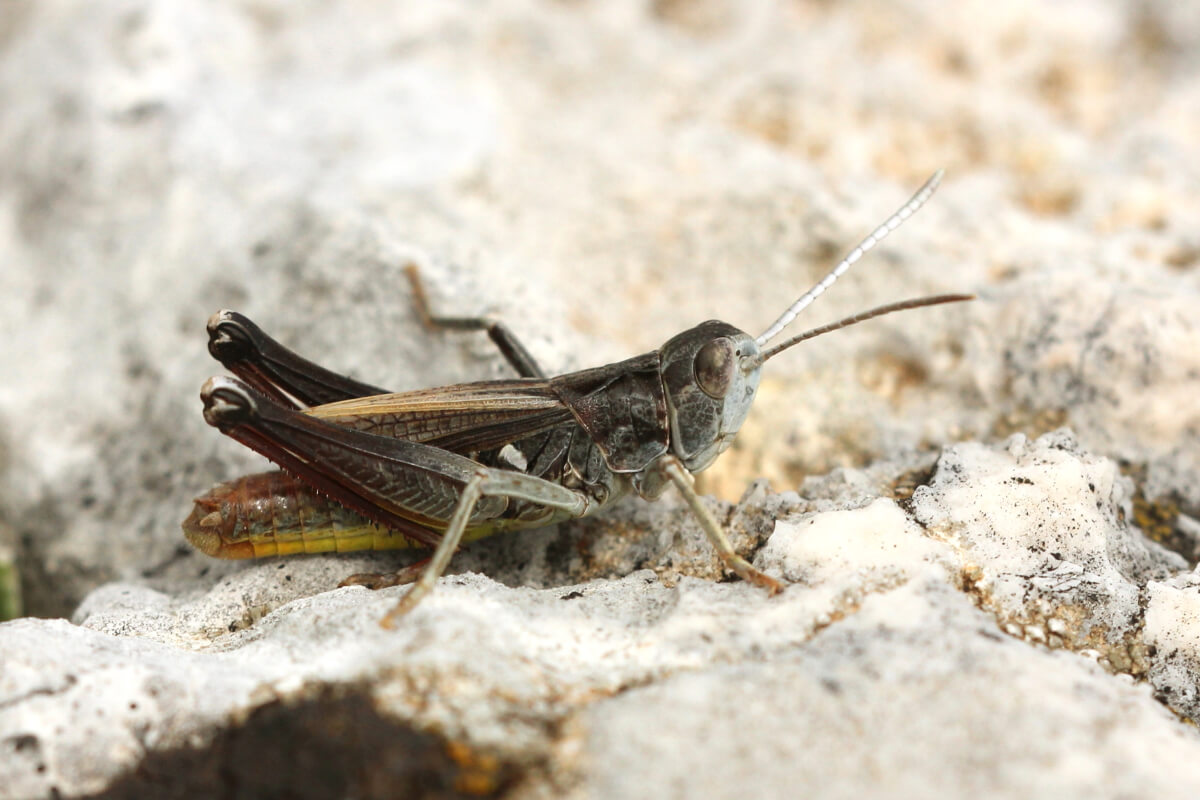 Italohippus albicornis 1 M (Parco del Matese CE, versante est monte Gallinola 25-9-15)