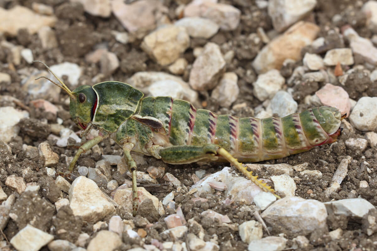 Pamphagus marmoratus 1 F (pendici S monte Inici tp 10-6-15)