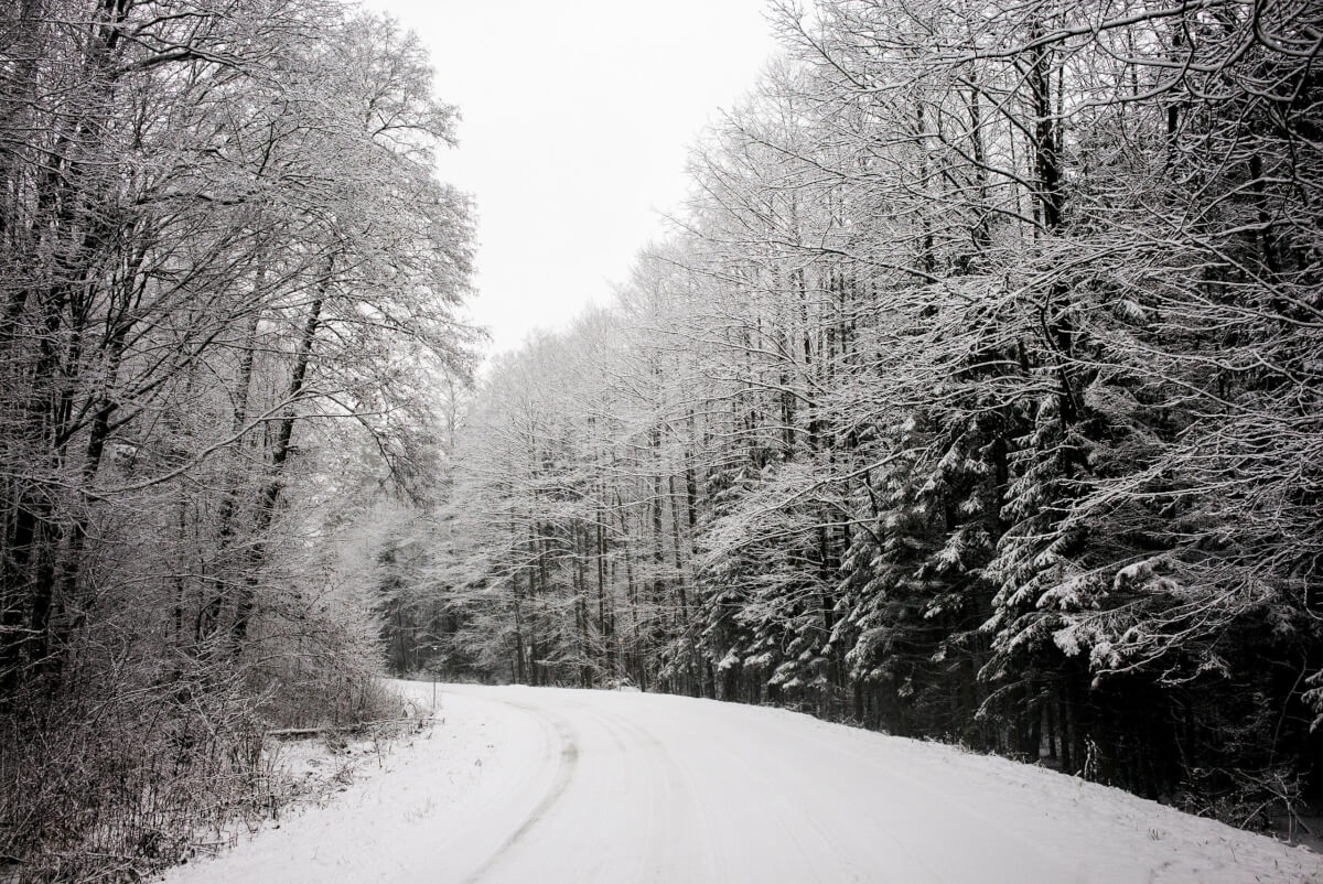 foresta di bielowieza Leica Natura binocolo e cannocchiale da osservazione NELLA FORESTA DI BIAŁOWIEŻA ALLA RICERCA DEL BISONTE EUROPEO Leica Natura per Maurizio beucci