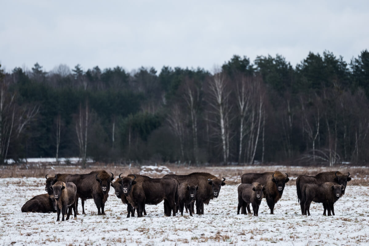 bisonte europeo foto per Leica Natura di Maurizio beucci viaggio in Bielorussia NELLA FORESTA DI BIAŁOWIEŻA ALLA RICERCA DEL BISONTE EUROPEO Leica Natura per Maurizio beucci