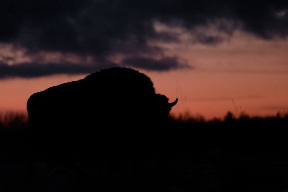 bisonte europeo leica natura Maurizio beucci