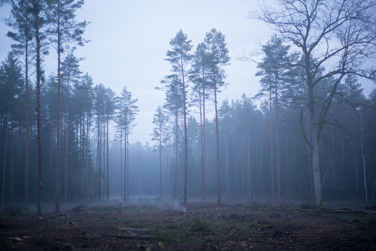 foresta di bialowieza foto di Maurizio beucci