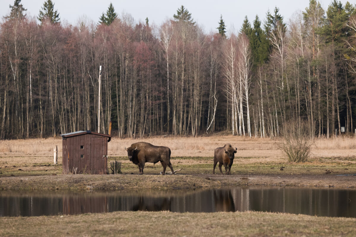 bisonte europeo Leica Natura binocolo e fotografia Maurizio beucci NELLA FORESTA DI BIAŁOWIEŻA ALLA RICERCA DEL BISONTE EUROPEO Leica Natura per Maurizio beucci