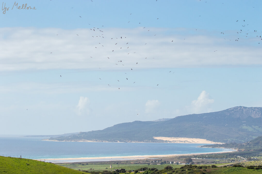 L’arrivo dei nibbi bruni a Tarifa Leica Natura leica blog