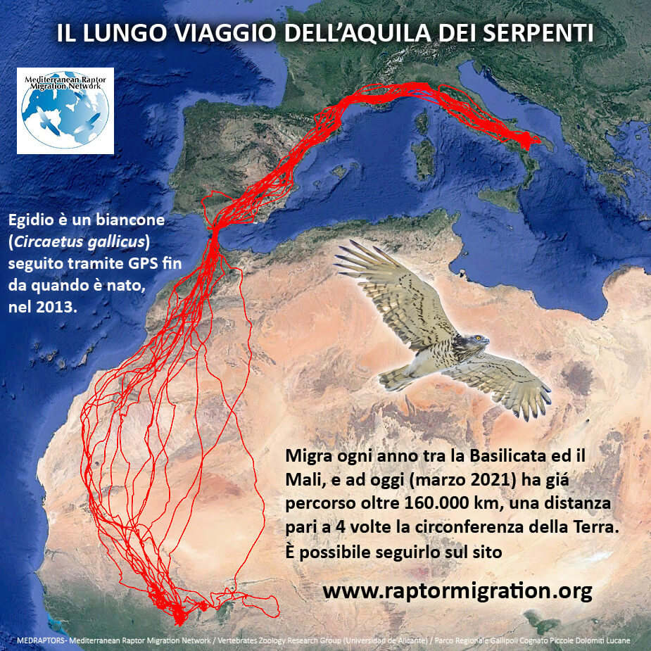 Il percorso del biancone Egidio registrato in 8 anni di monitoraggio continuo Leica Natura blog