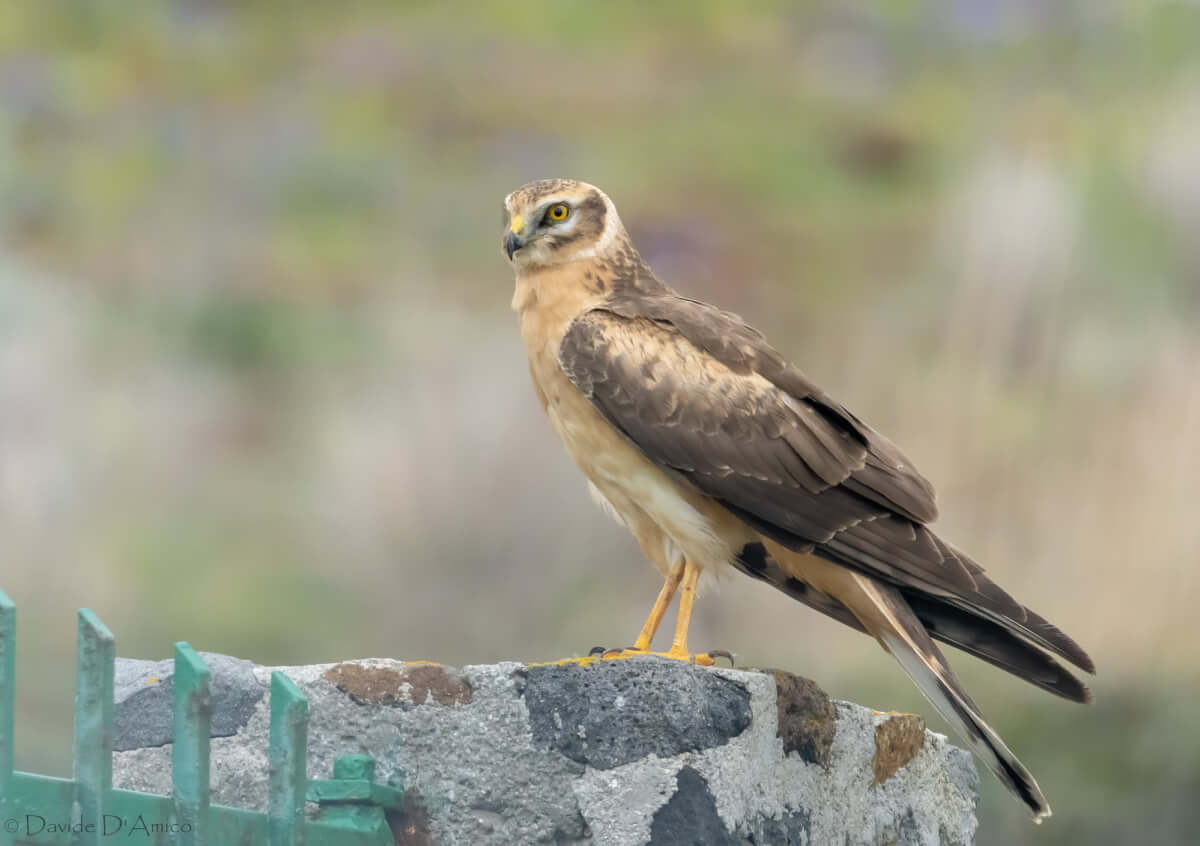 Stesso juv 2CY di Albanella pallida da posato (D.D’Amico). Si notino i tarsi molto lunghi, più lunghi che in Albanella minore e Albanella reale.leica birdwatching rapaci Andrea Corso