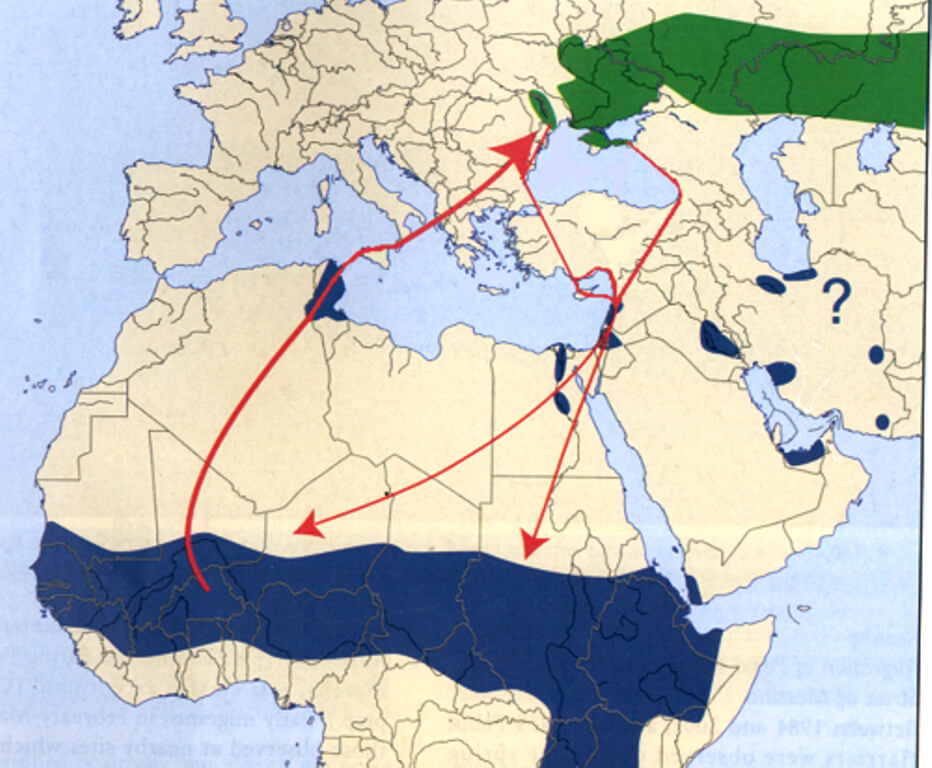 :  principali rotte di migrazione di Albanella pallida nel Paleartico occidentale, indicate in linea di massima e in generale (ridisegnato e corretto da Corso & Cardelli, 2004).  Mappa di distribuzione dell’Albanella pallida – in VERDE areali di nidificazione, in BLUquartieri di svernamento, freccia spessa in ROSSO indica la principale rotta pre-riproduttiva attraverso l’Italia (in linea di massima, ma interessa anche Italia tirrenica, centrale e adriatica, es Monte Conero), frecce più strette in ROSSO indicano le principali rotte post-riproduttive. 