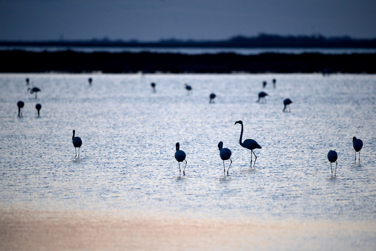 Fenicotteri rosa, Valli di Comacchio. Foto Luca Giordano Leica Natura Forest Italia