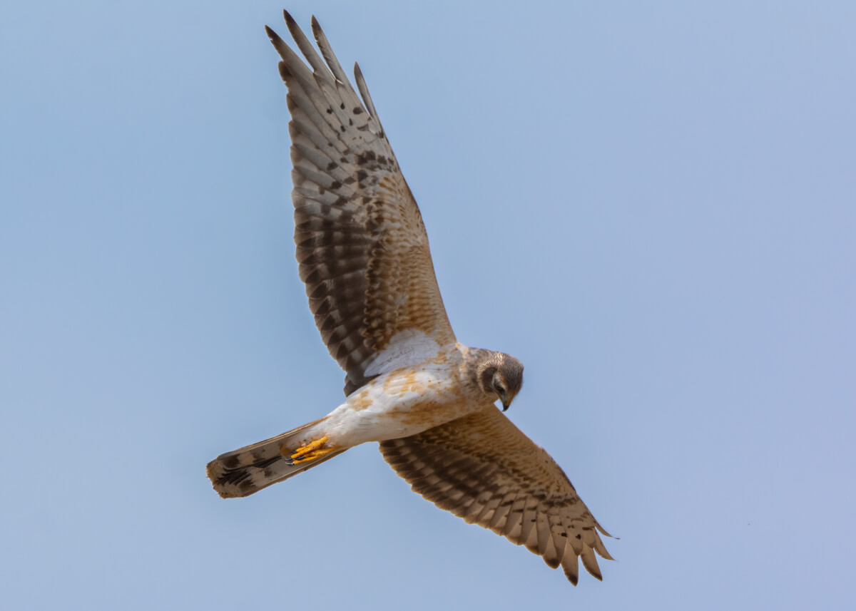 Albanella pallida, juv 2CY (Aldo Lauricella). Questo individuo appare più avanzato nella muta parziale post-giovanile (quella che riguarda il corpo), ed infatti mostra alcune piume del ventre e del petto bianche, come nel maschio adulto e soprattutto – carattere assolutamente diagnostico rispetto ad Albanella minore – le ascellari bianco latte omogenee !!  Andrea Corso Leica Natura leica digiscoping birdwatching