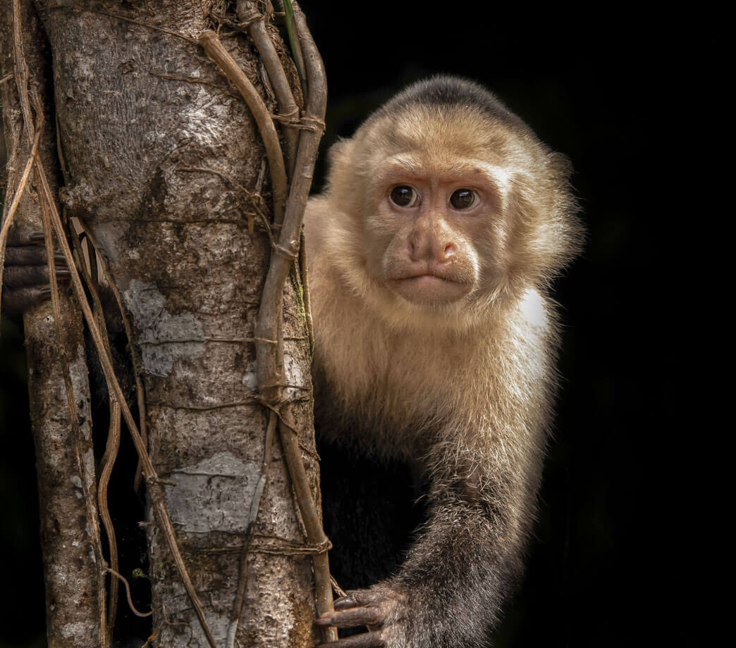 Scimmia cappuccina- Costa Rica 2018 Leica Natura fotocamera leica fotografia naturalistica
Leica Natura Tatiana Chiavegato binocolo leica