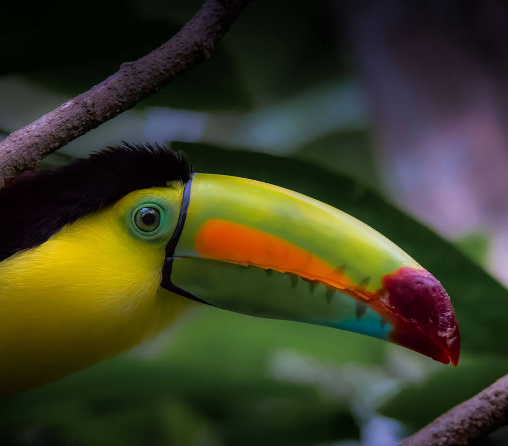 Tucano Carenato- Costa Rica 2018  Leica Natura daniele dell'osa binocolo leica fotocamera leica