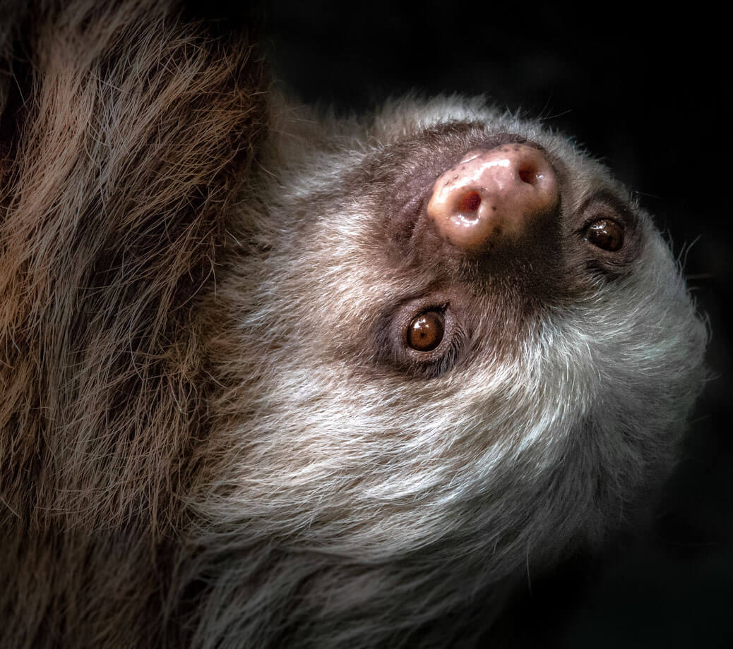 Bradipo- Costa Rica 2018 Leica Natura binocolo leica
Leica Natura Tatiana Chiavegato binocolo leica