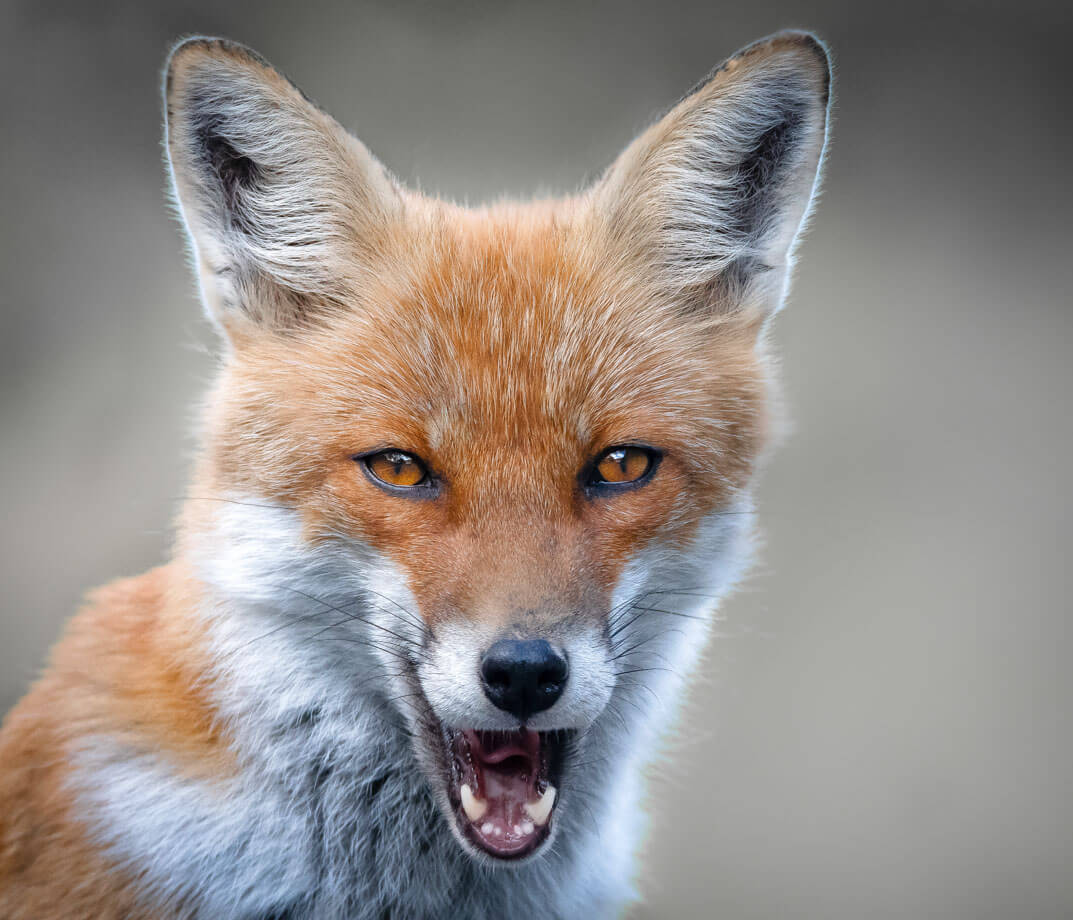 Volpe - Parco Nazionale d'Abruzzo 2019 Leica Natura 