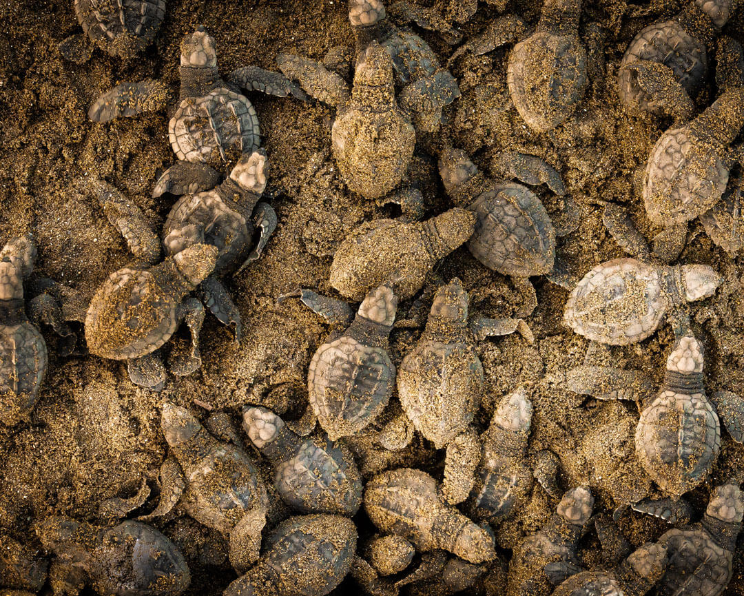 Tartarughe marine- Costa Rica 2018 Leica Natura Tatiana Chiavegato